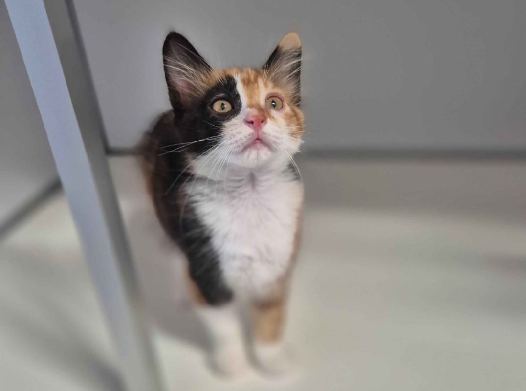 Bubble - Chat Européen à adopter