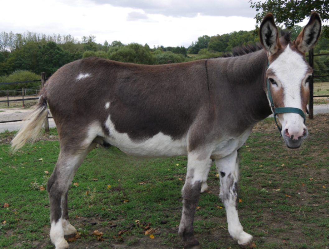 Hidalgo - Equidé Ane à adopter