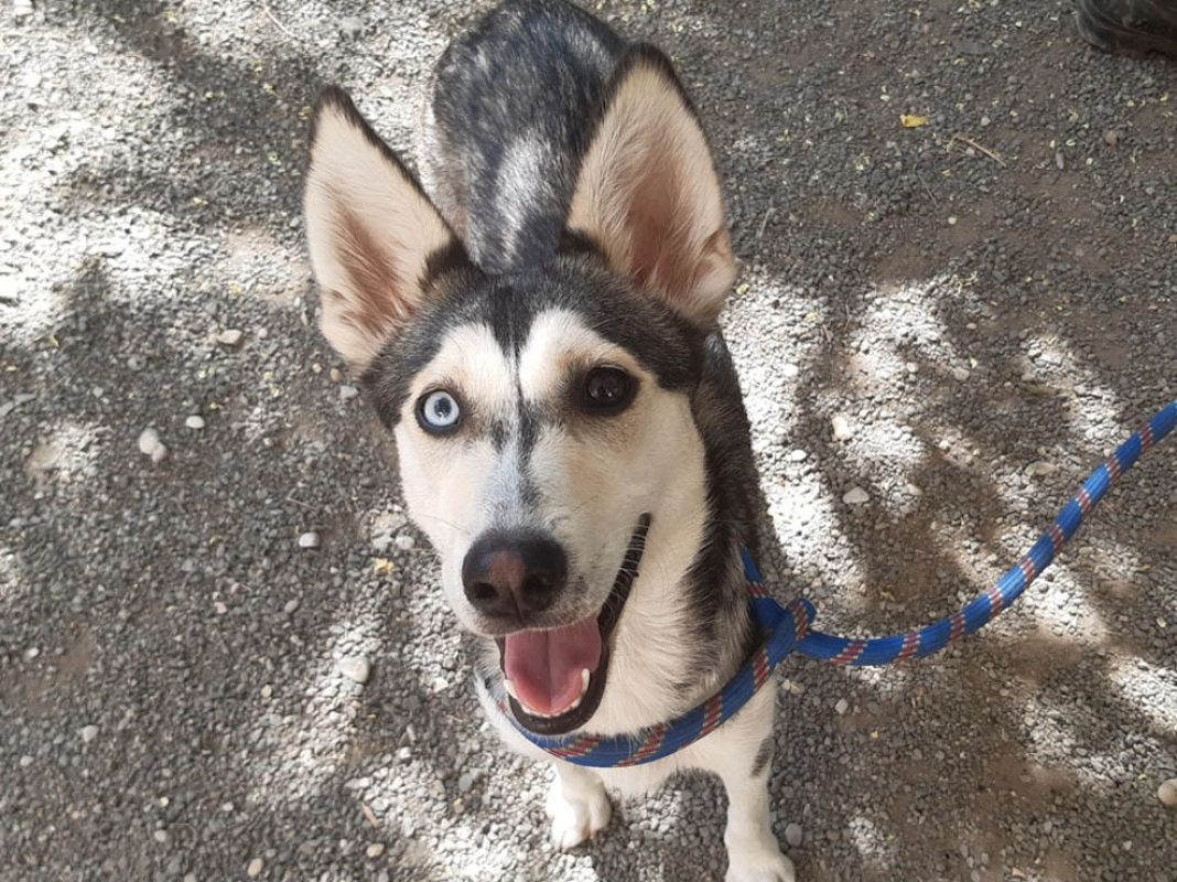 Roxy - Chien à adopter