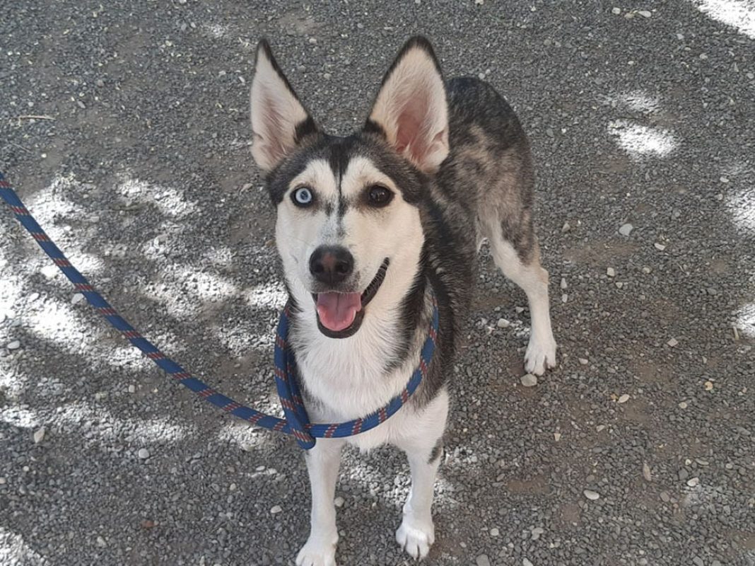 Roxy - Chien à adopter - photo 2
