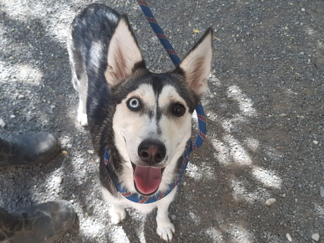 Roxy - Chien à adopter - photo 3