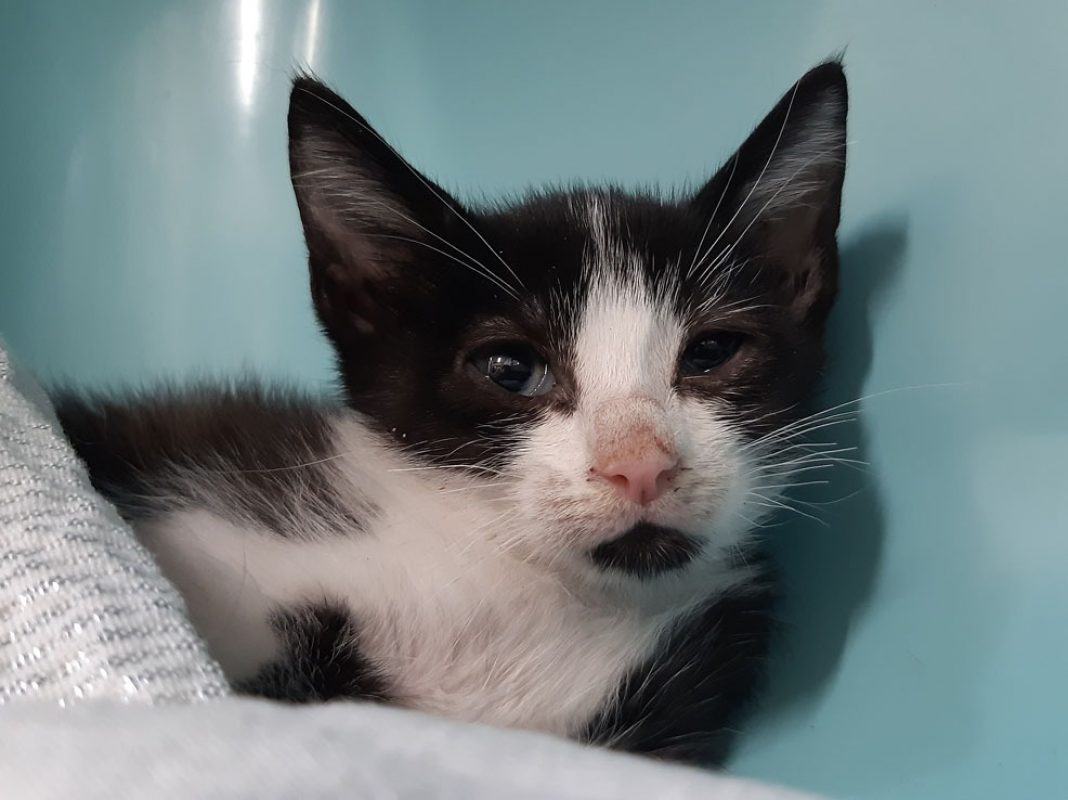 Mambo - Chat Européen à adopter