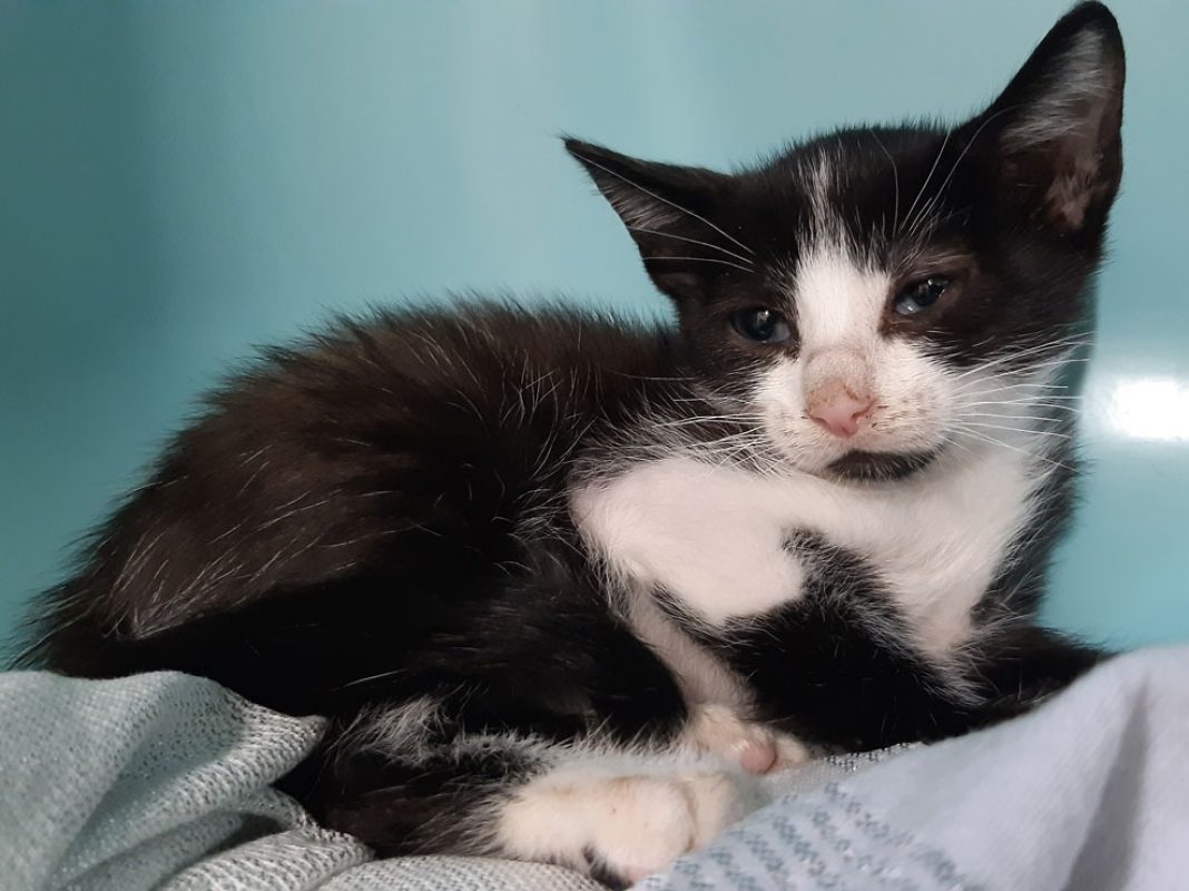 Mambo - Chat Européen à adopter - photo 2