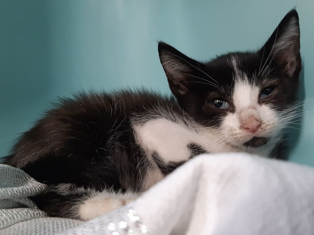 Mambo - Chat Européen à adopter - photo 3