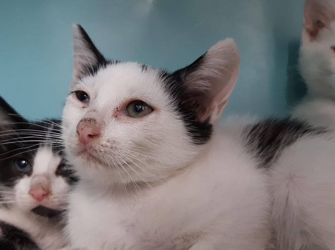 Melodie - Chat Européen à adopter