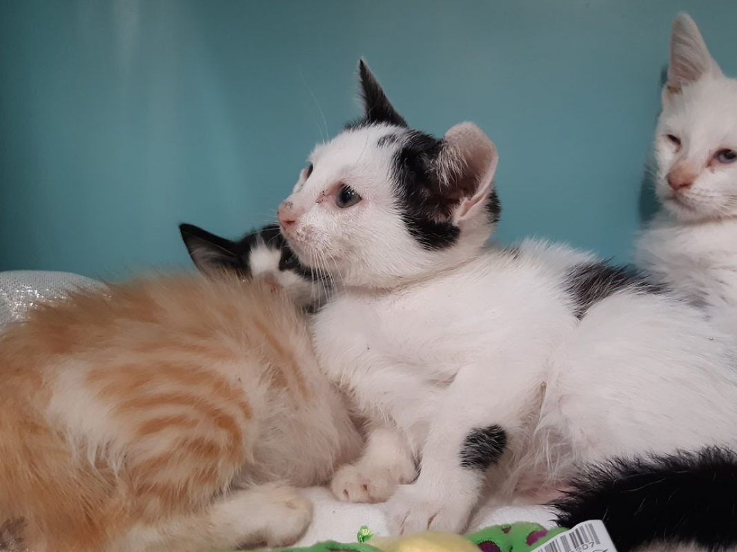 Melodie - Chat Européen à adopter - photo 2
