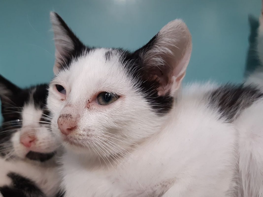 Melodie - Chat Européen à adopter - photo 3