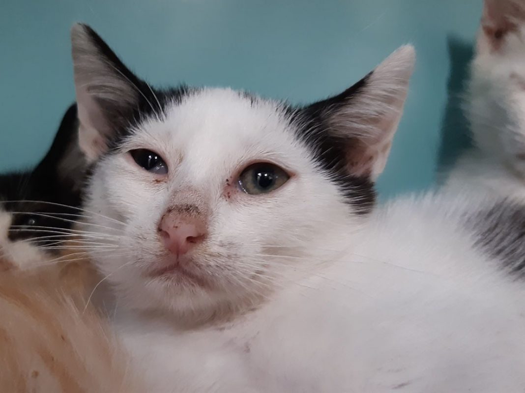 Melodie - Chat Européen à adopter - photo 4