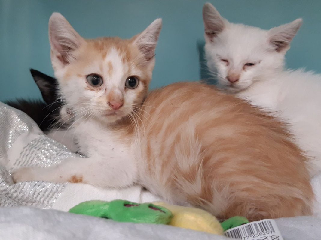 Maestro - Chat Européen à adopter