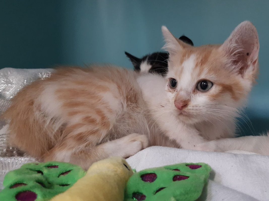 Maestro - Chat Européen à adopter - photo 3