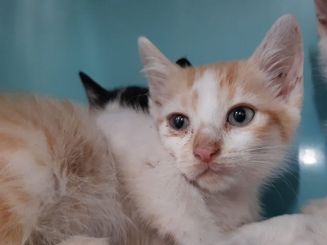 Maestro - Chat Européen à adopter - photo 4