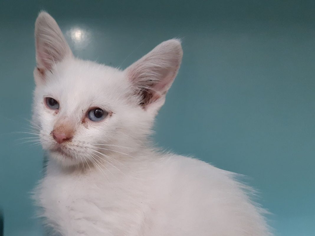 Mediator - Chat Européen à adopter