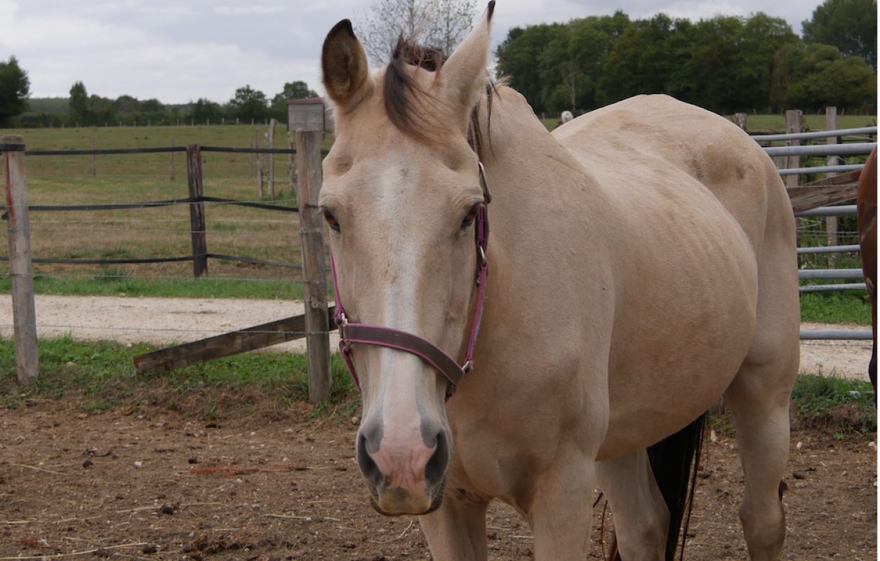 Bailey's irish cream - Equidé Poney à adopter