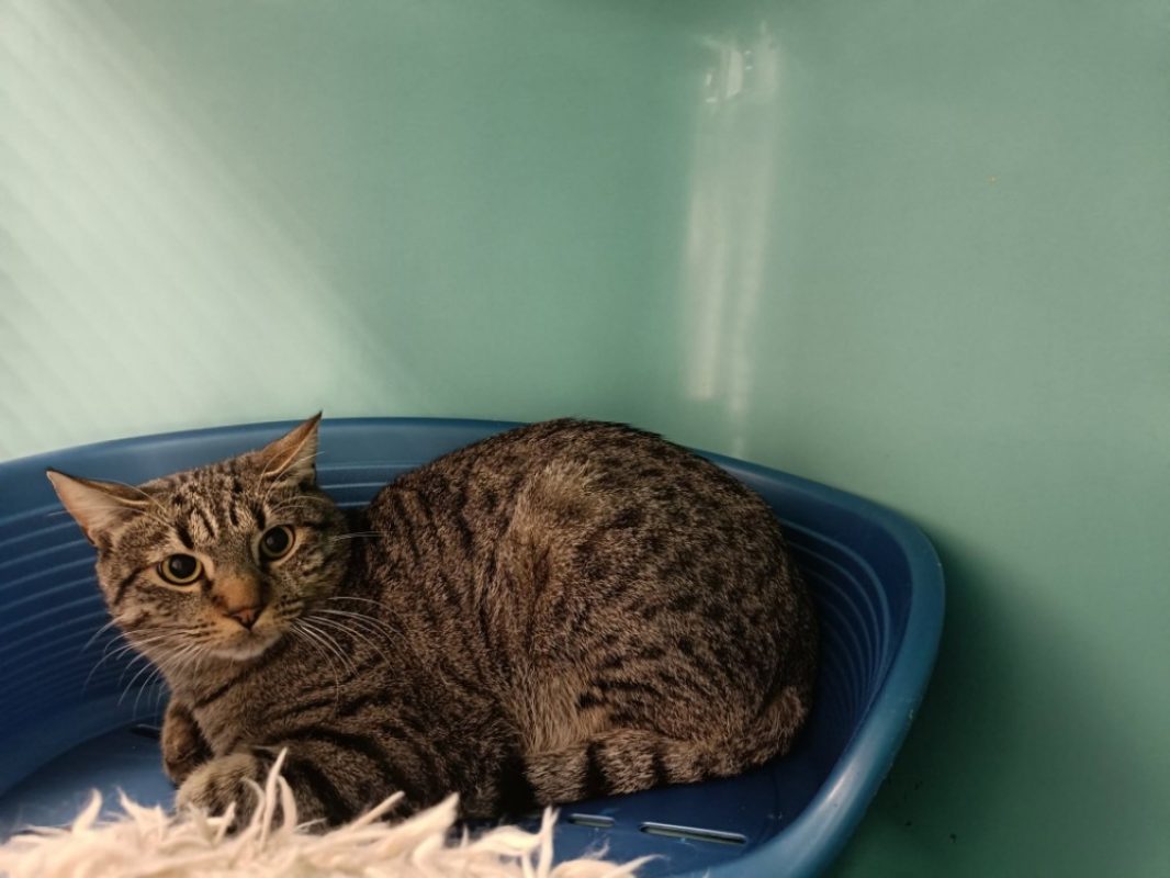 Mundungus - Chat Européen à adopter