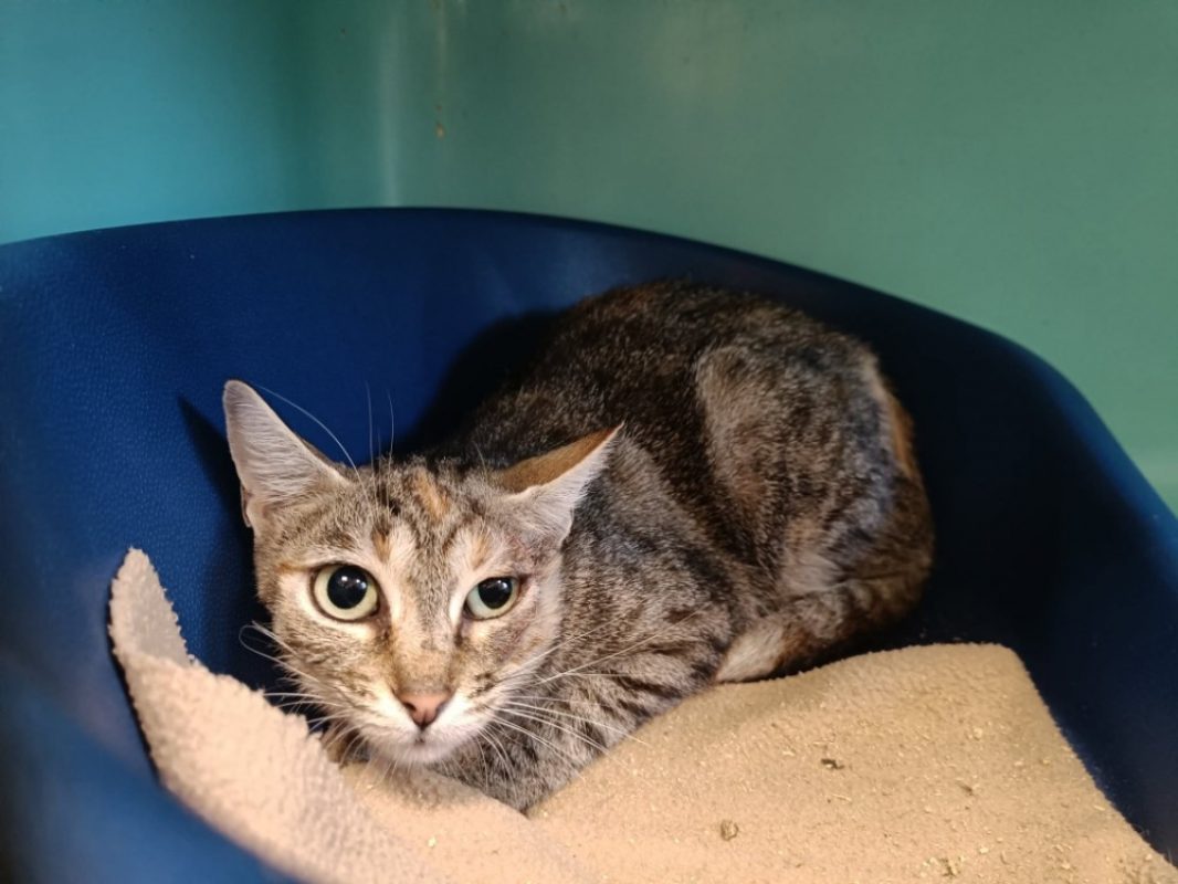 Mcgonagall - Chat Européen à adopter