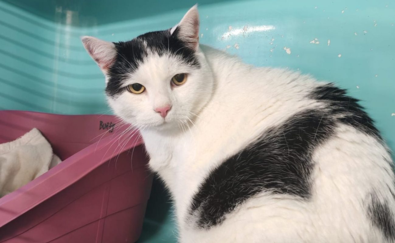 Kookie - Chat Européen à adopter