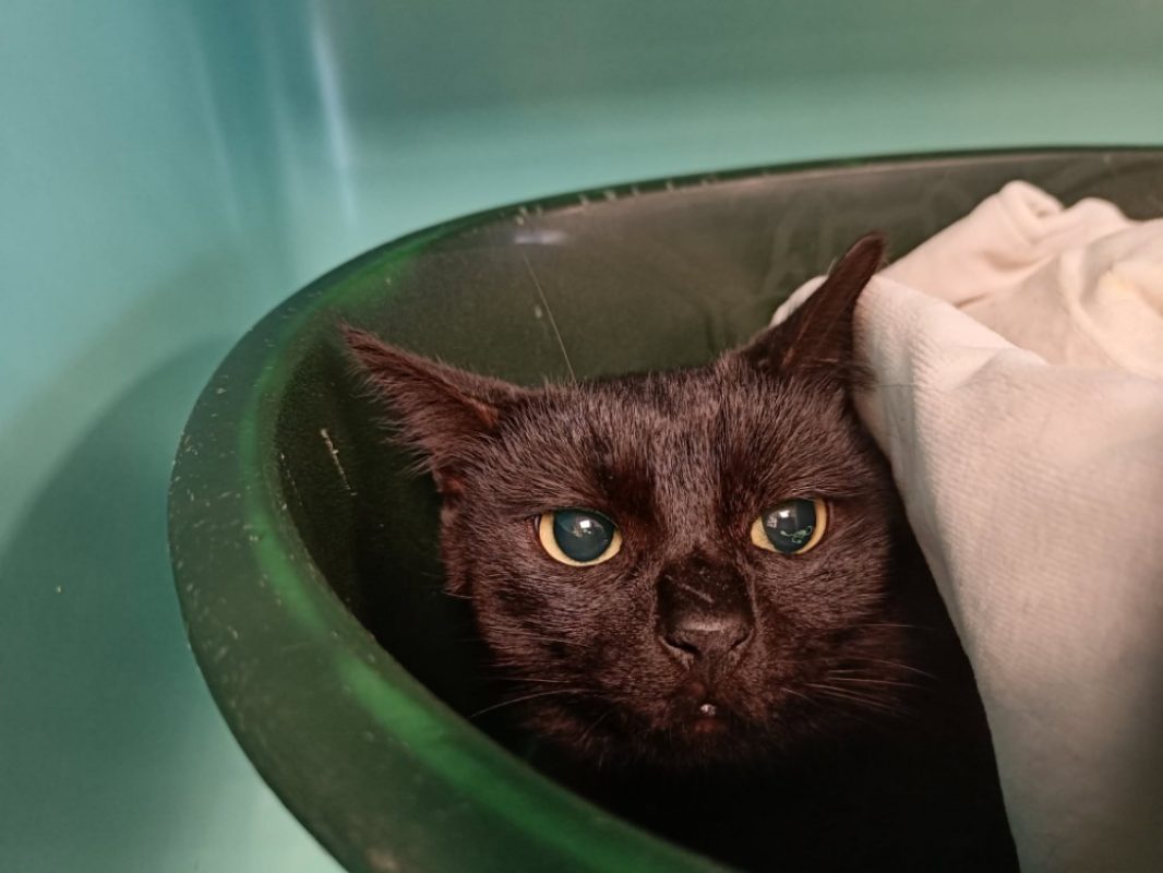 Midas - Chat Européen à adopter