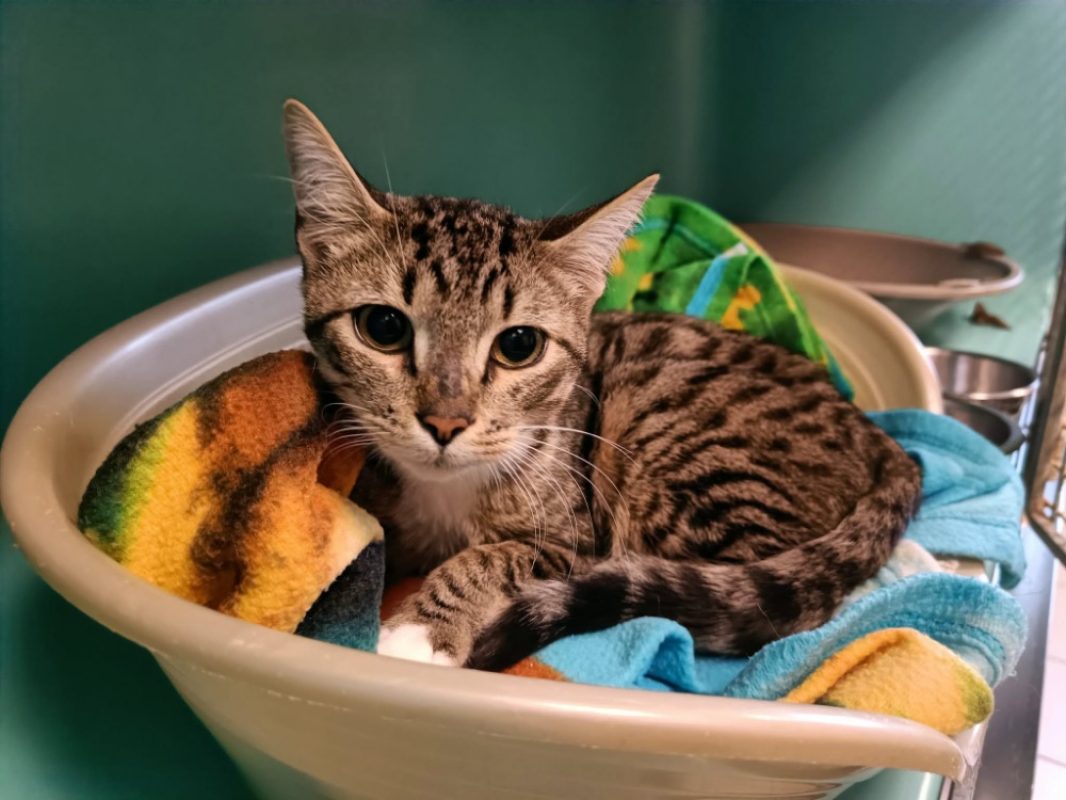 Metis - Chat Européen à adopter