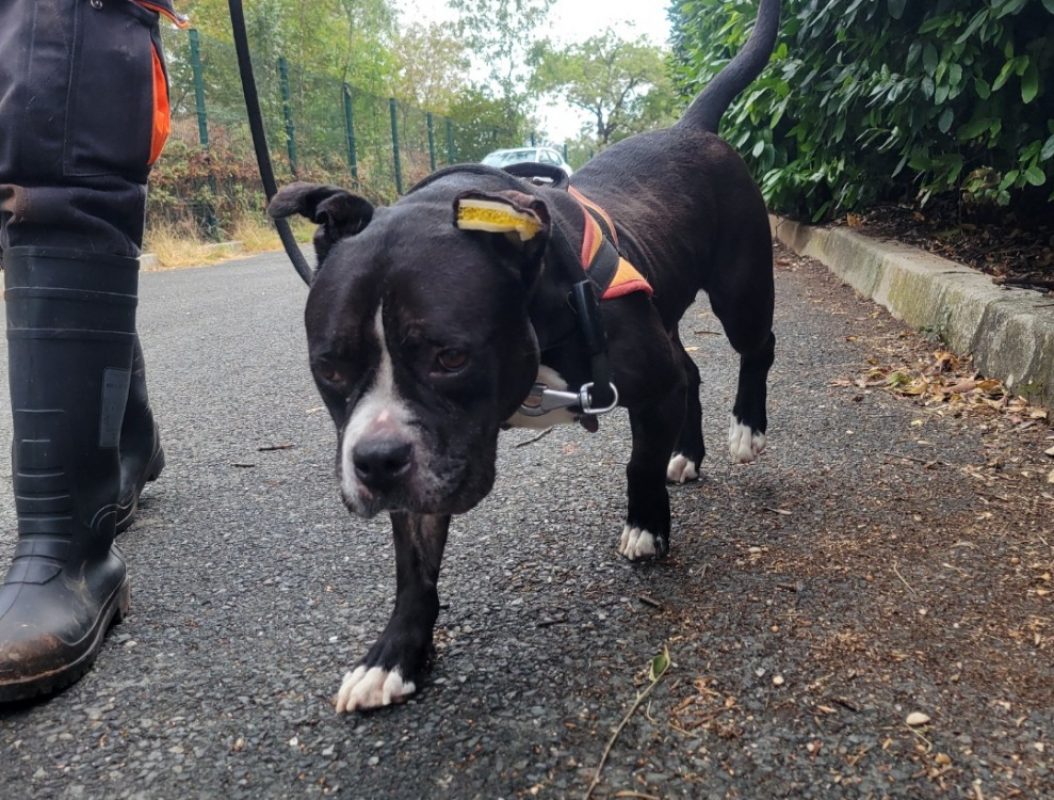 Naya - Chien American Bully à adopter