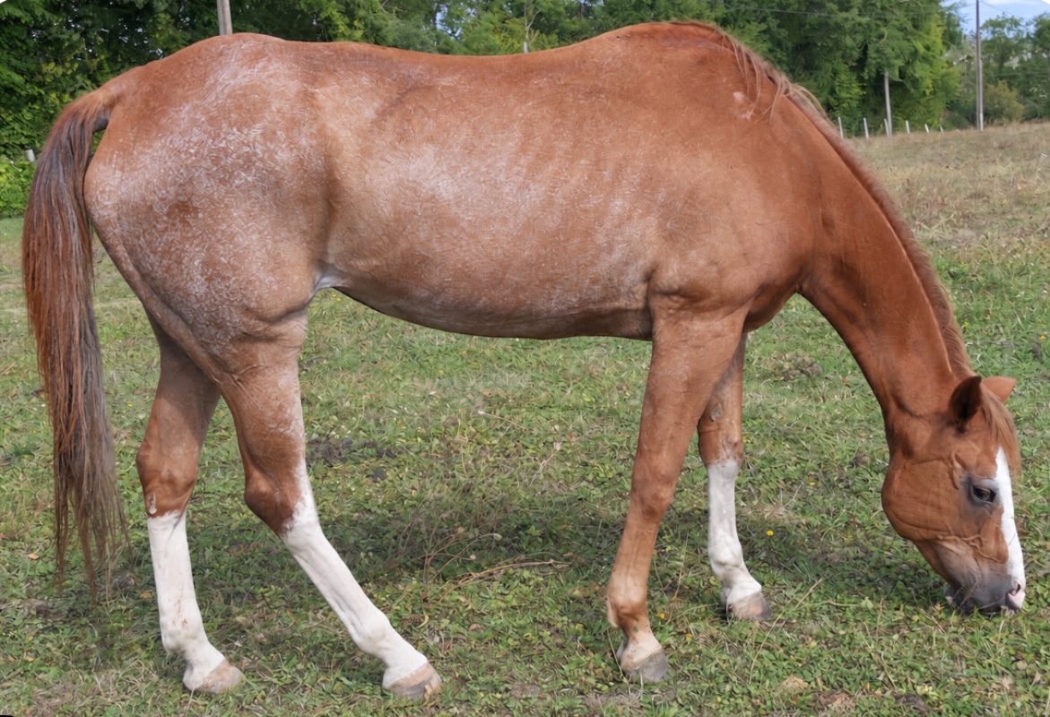 Joy santana - Equidé Cheval à adopter