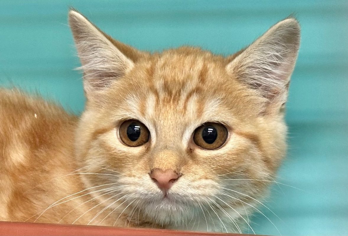 Lustucru - Chat Européen à adopter
