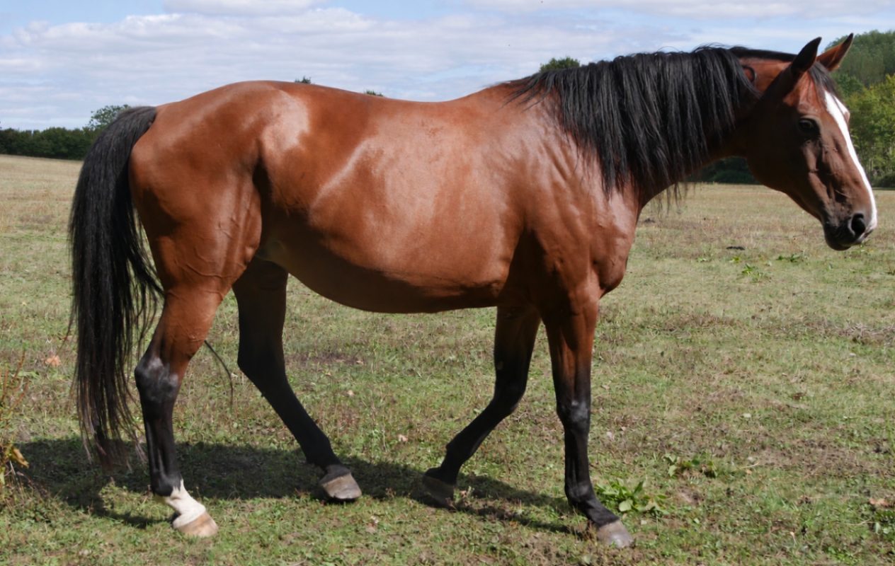 Calika - Equidé Cheval à adopter