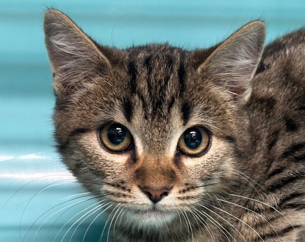 Lully - Chat Européen à adopter