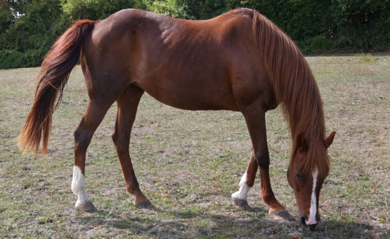 Orelia du bois - Equidé Cheval à adopter