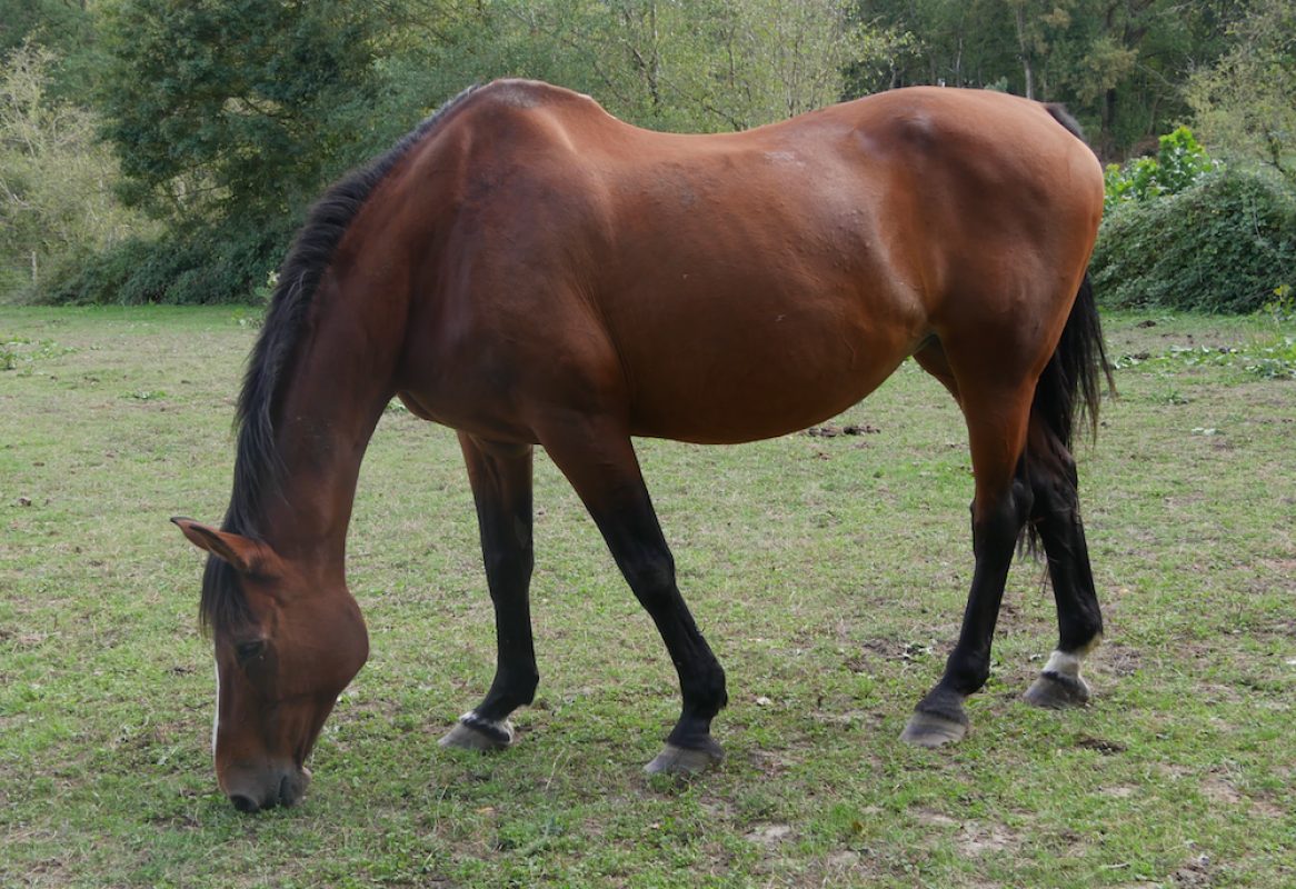 Madison - Equidé Cheval à adopter