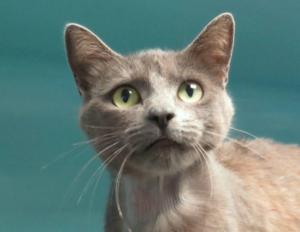 Alba - Chat Européen à adopter