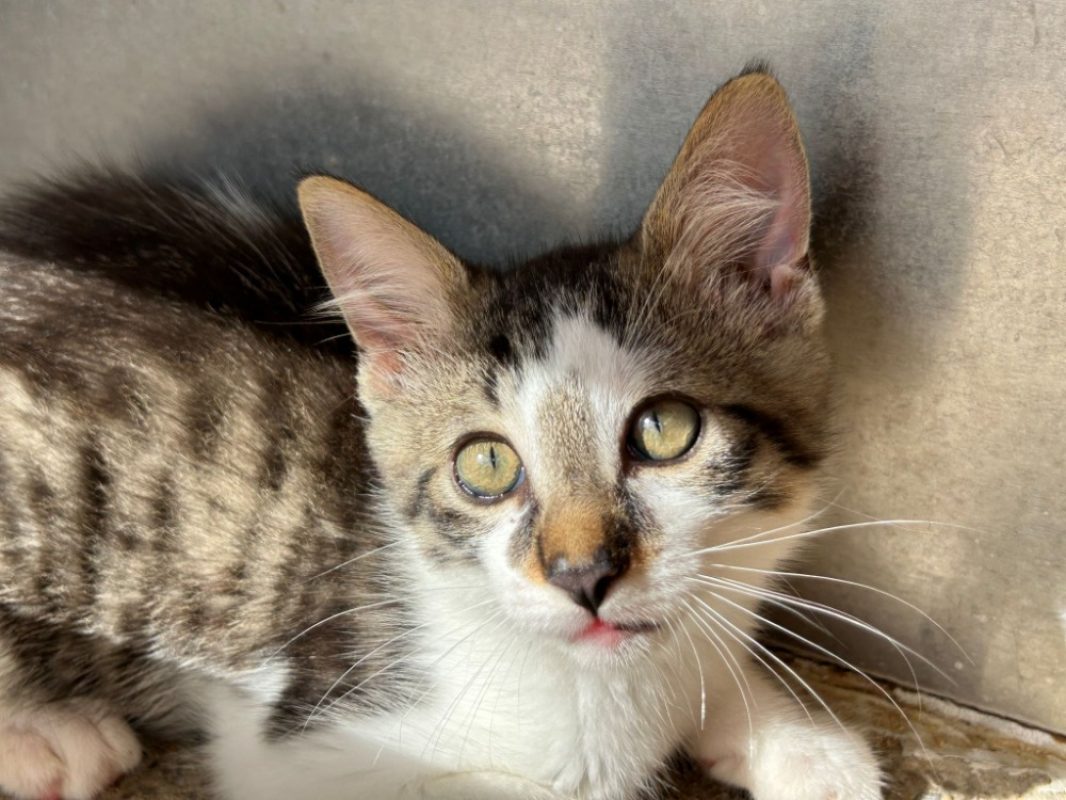 Aslan - Chat Européen à adopter