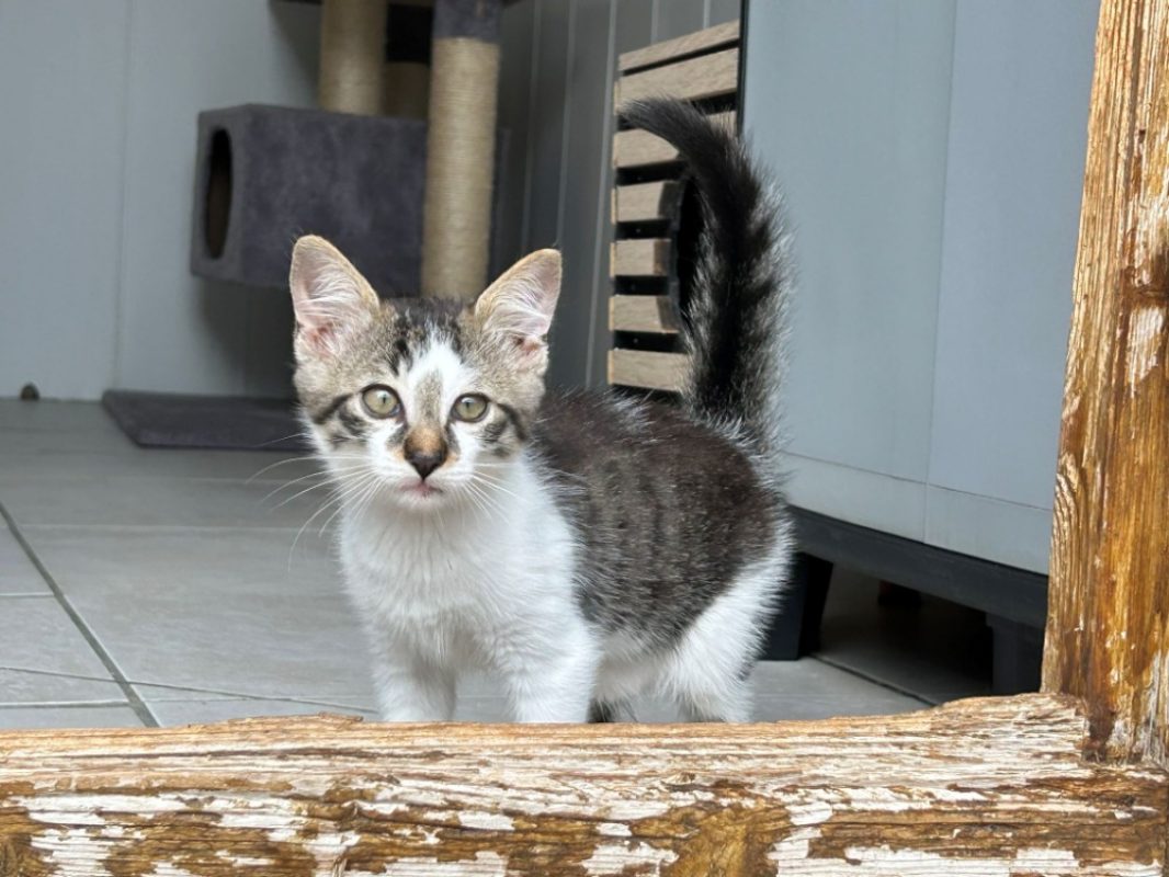 Aslan - Chat Européen à adopter - photo 2