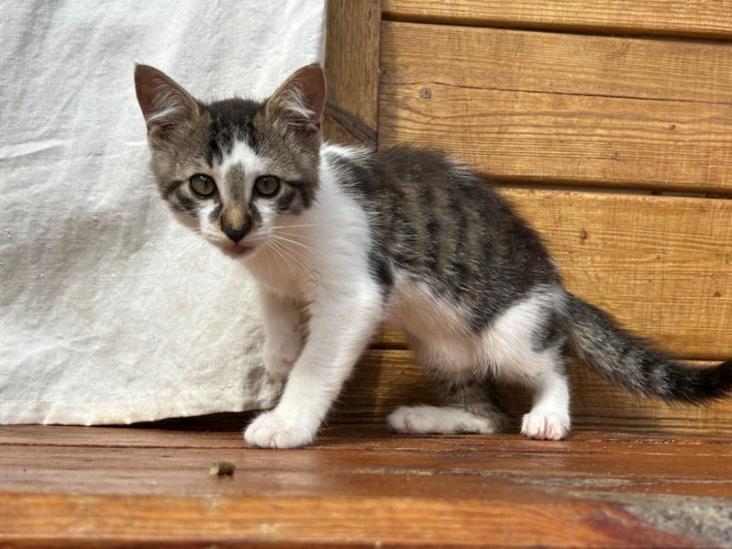 Aslan - Chat Européen à adopter - photo 3