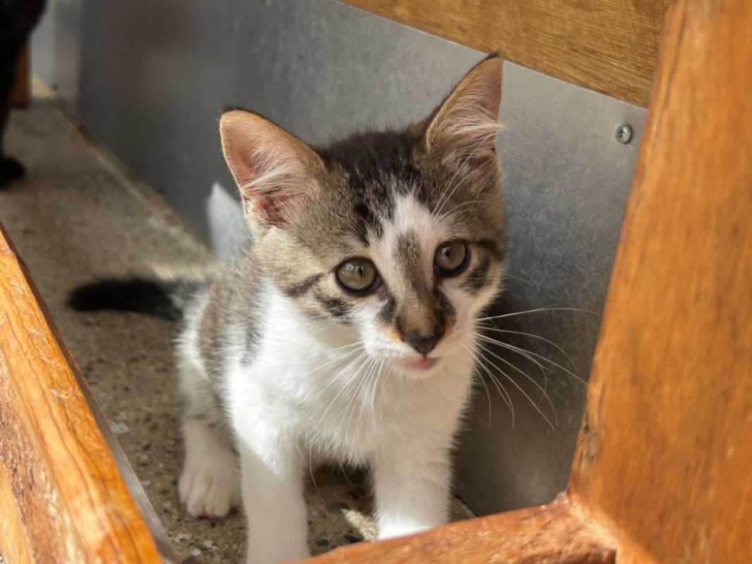 Aslan - Chat Européen à adopter - photo 4