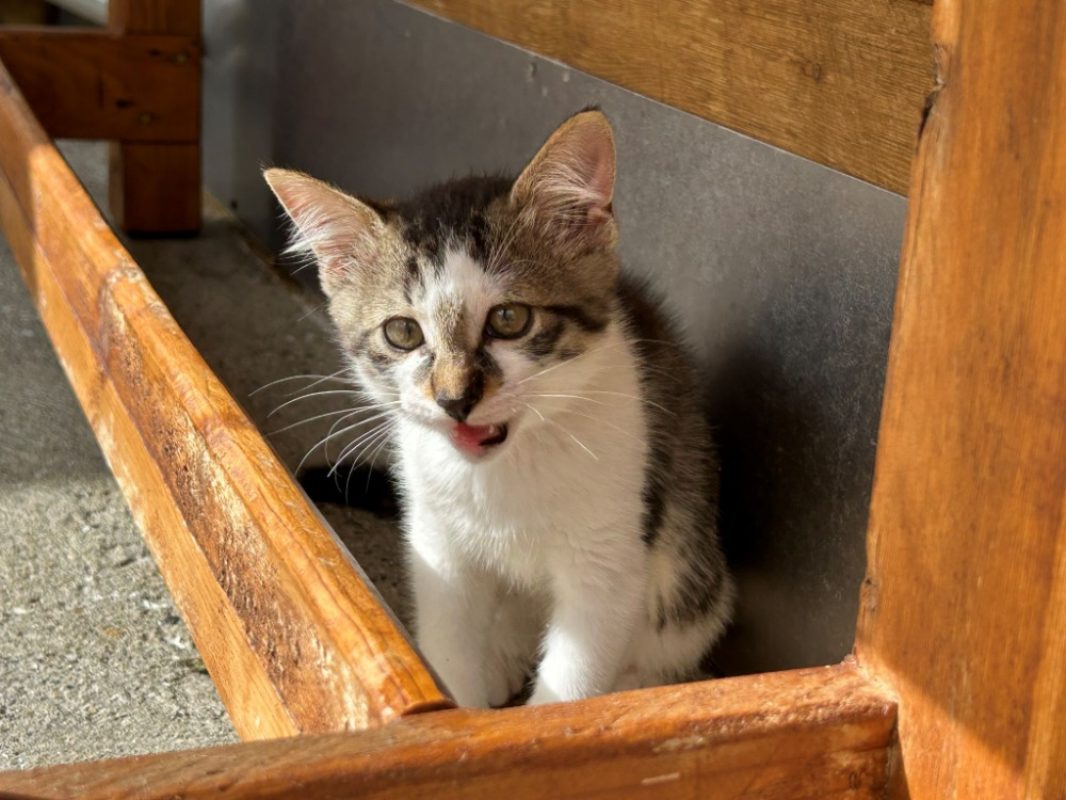 Aslan - Chat Européen à adopter - photo 5