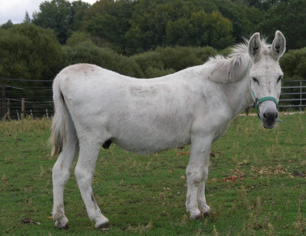 Max - Equidé Ane à adopter