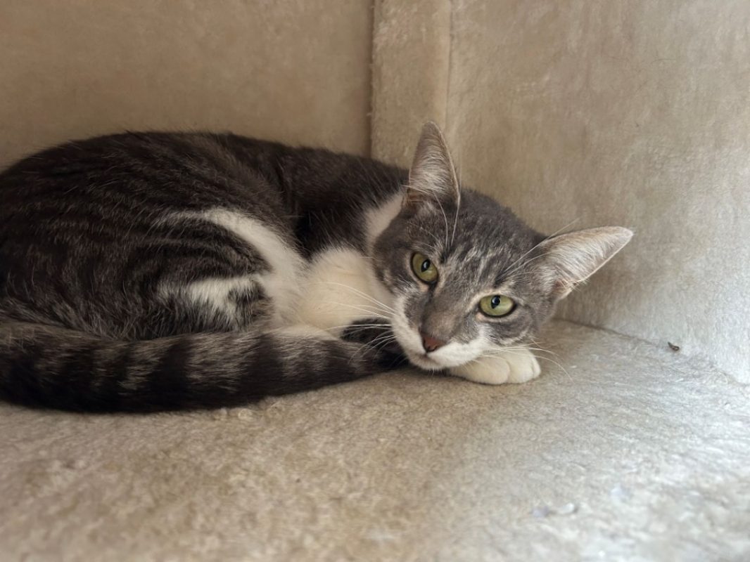 Miraz - Chat Européen à adopter