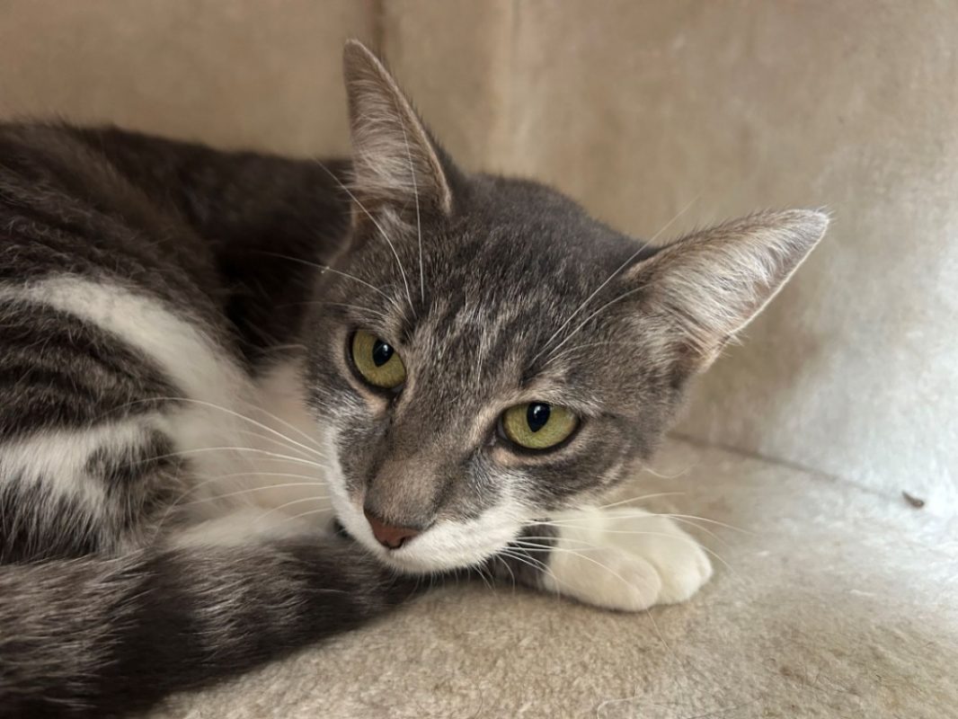 Miraz - Chat Européen à adopter - photo 2