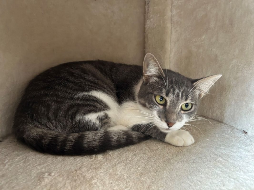 Miraz - Chat Européen à adopter - photo 3