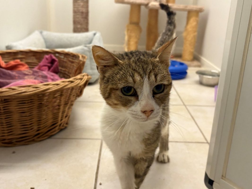 Noisette - Chat Européen à adopter