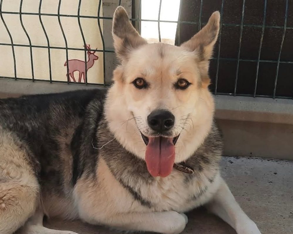 Nuptse - Chien Husky Sibérien à adopter