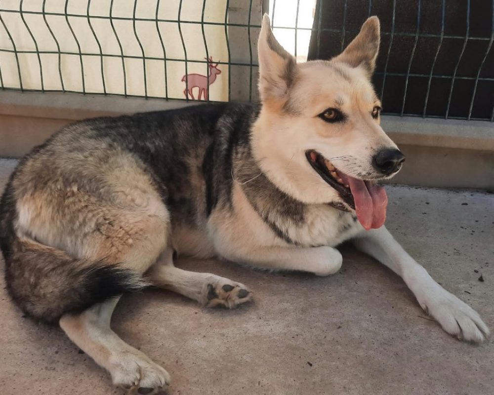 Nuptse - Chien Husky Sibérien à adopter - photo 2