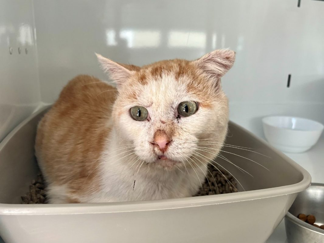 Chichiga - Chat Européen à adopter