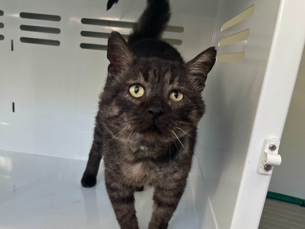 Moroï - Chat Européen à adopter