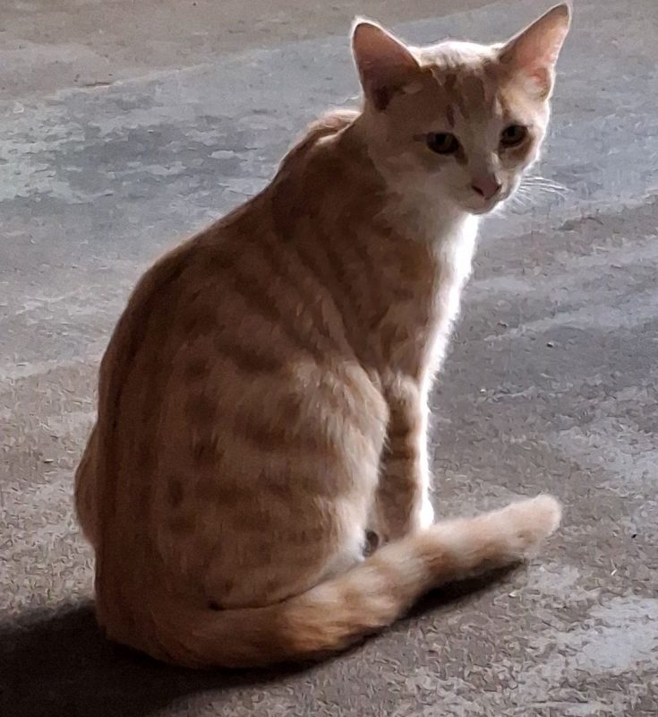 Biscuit - Chat à adopter - photo 2