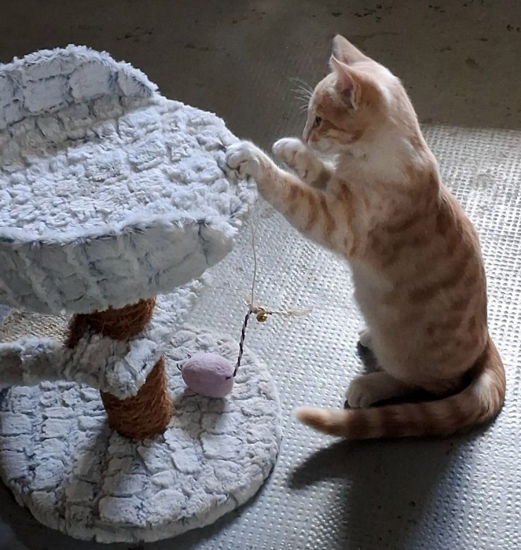 Biscuit - Chat à adopter - photo 4