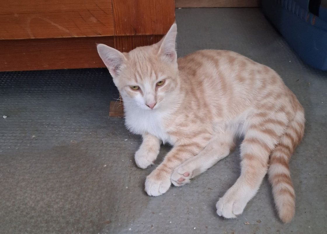 Biscuit - Chat à adopter