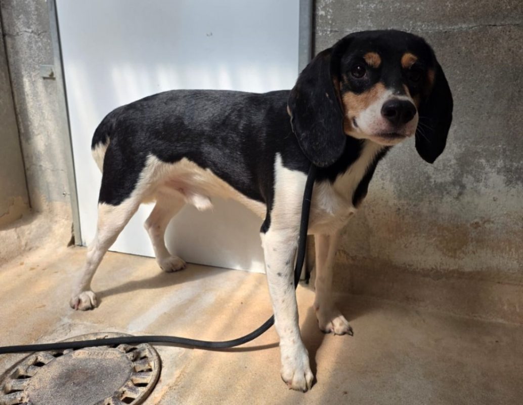 Vilain - Chien Beagle à adopter