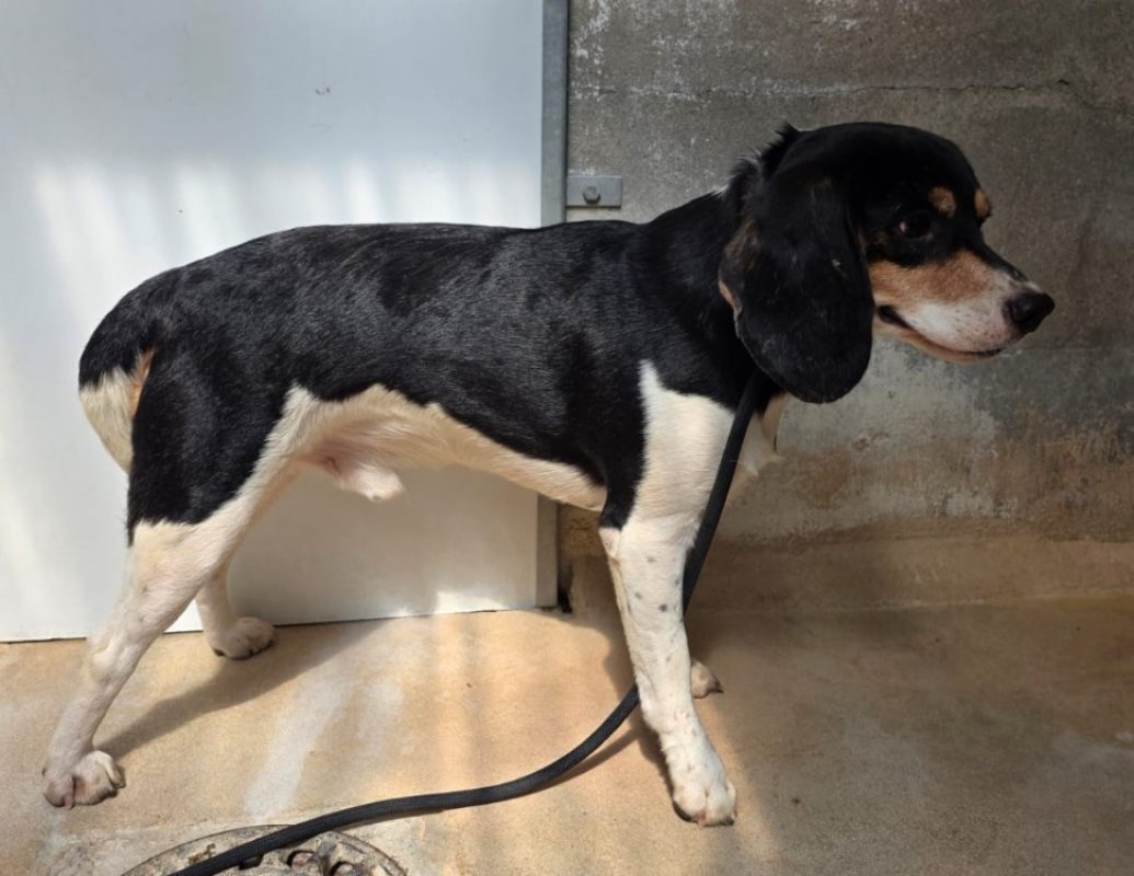 Vilain - Chien Beagle à adopter - photo 2