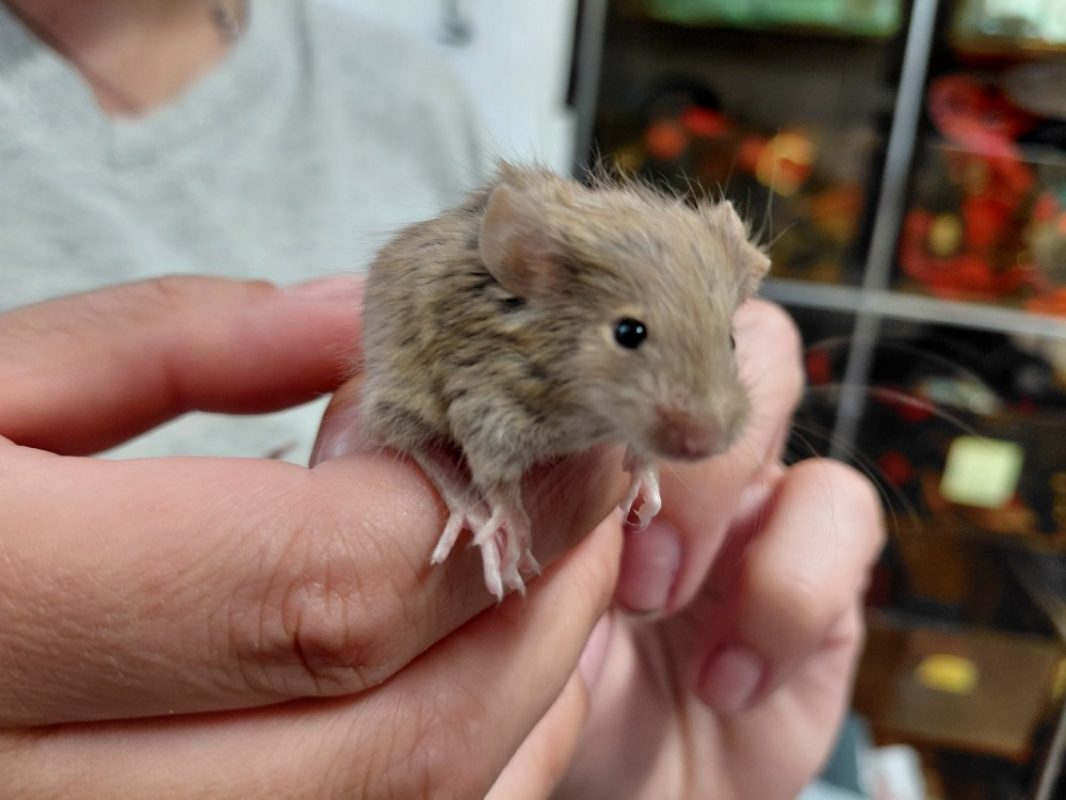 Gus - Rongeur Souris à adopter